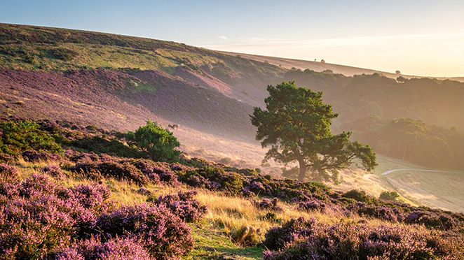 THOMAS HARDY'S 'RETURN OF THE NATIVE'